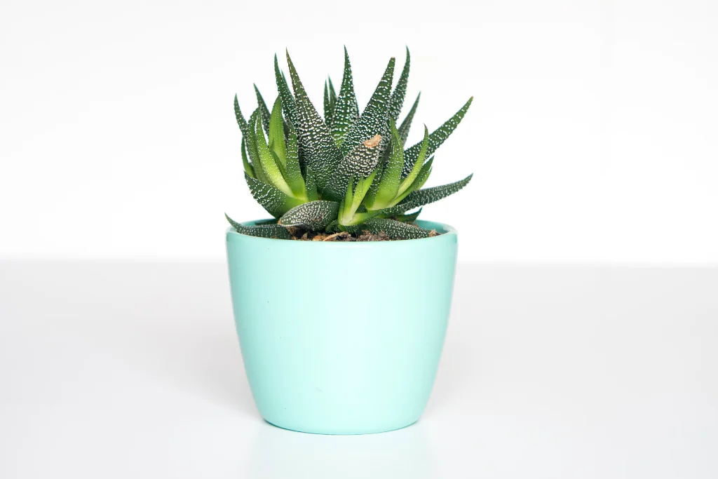 Portfolio Image